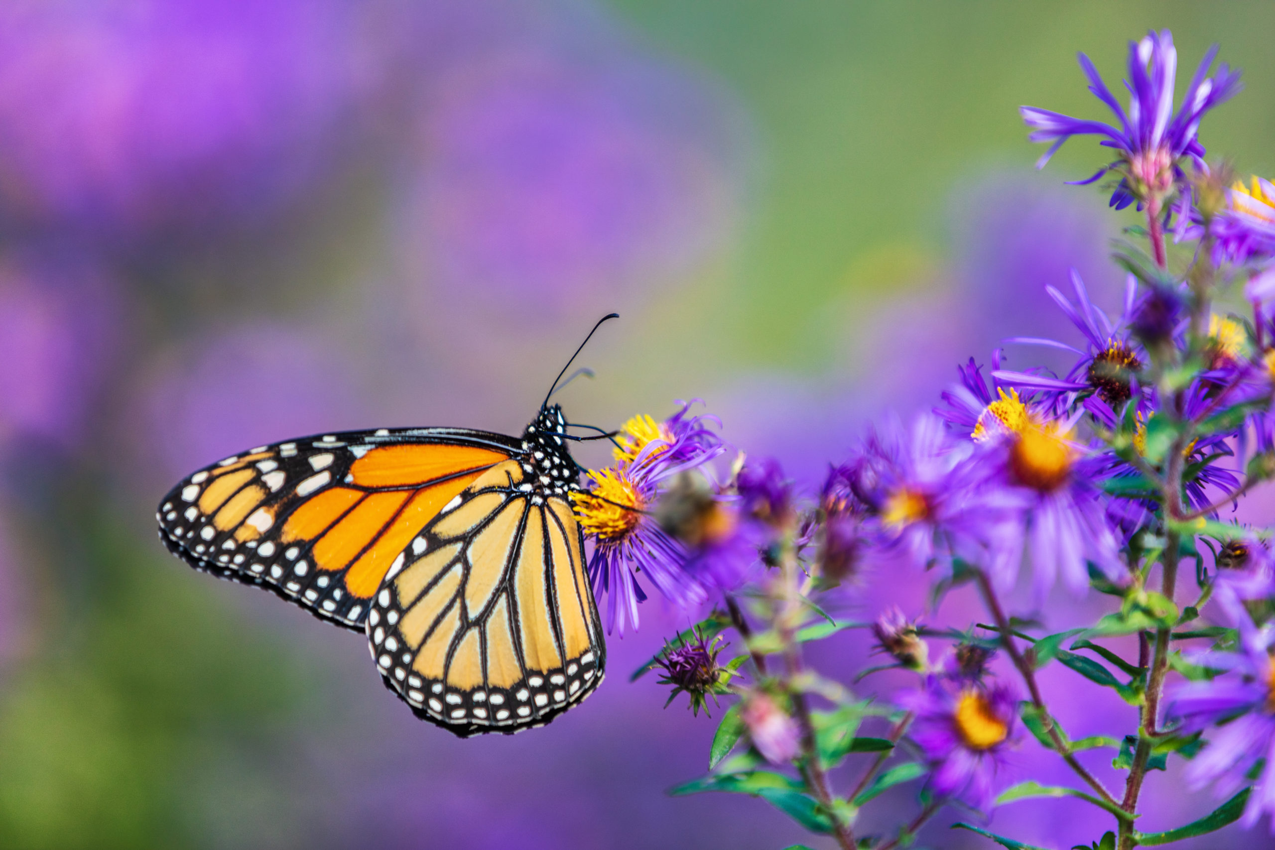 كيف تنمو الفراشة وتتغير؟ رحلة الجمال والتحول