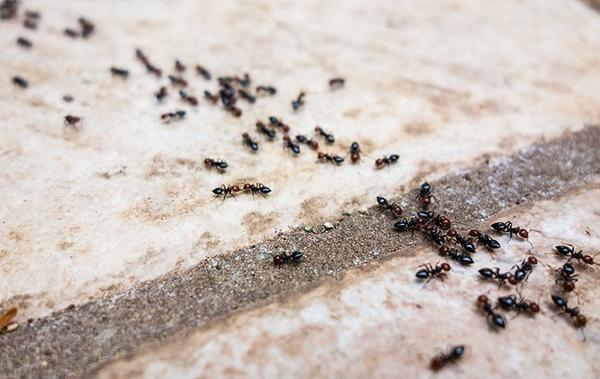 كيفية طرد النمل من المنزل: استراتيجيات فعّالة للقضاء على هذه الزوار الغير المدعوة