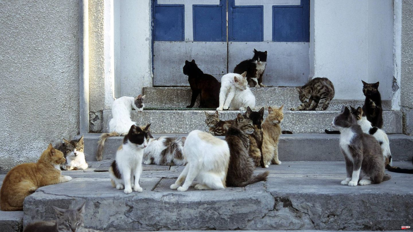 كيف تعيش قطط الشوارع: قصة البقاء والبحث عن الحنان