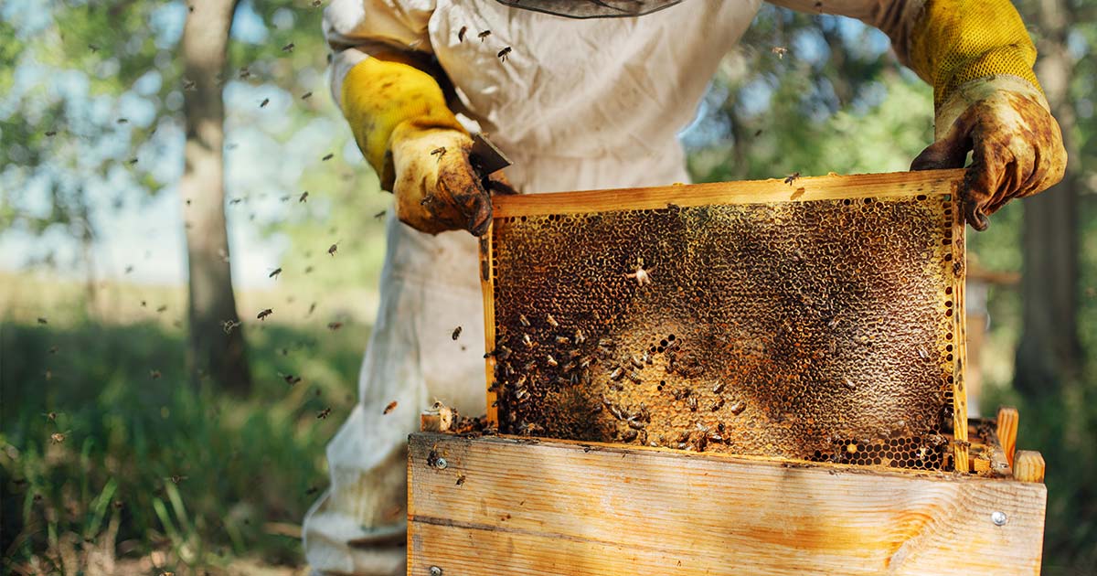 كيفية تربية النحل: دليل شامل للمبتدئين