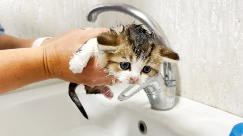 كيفية تنظيف القطط الصغيرة