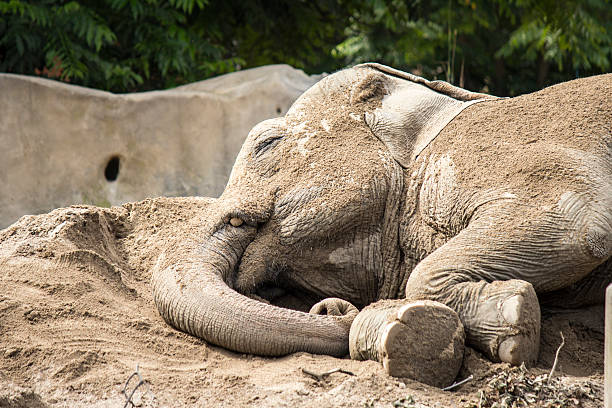 كيف ينام الفيل